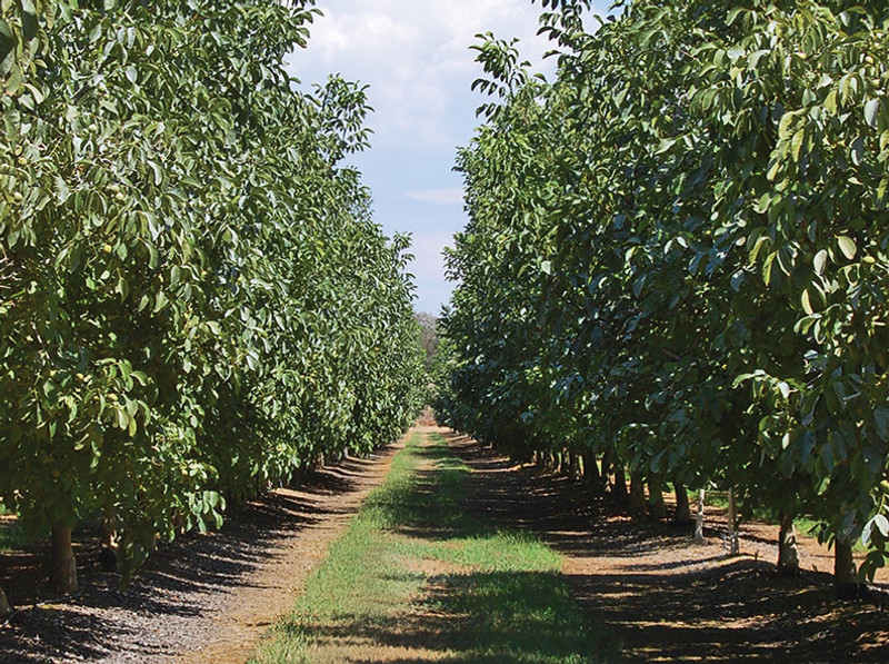 🌰 Especialistas en recolección mecanizada de nuez
