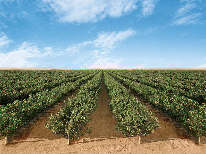 🟢 Servicios agrícolas mecanizados para la recolección de pistacho