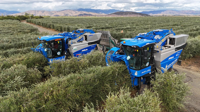 🫒 Servicio Agrícola Recolección de aceituna