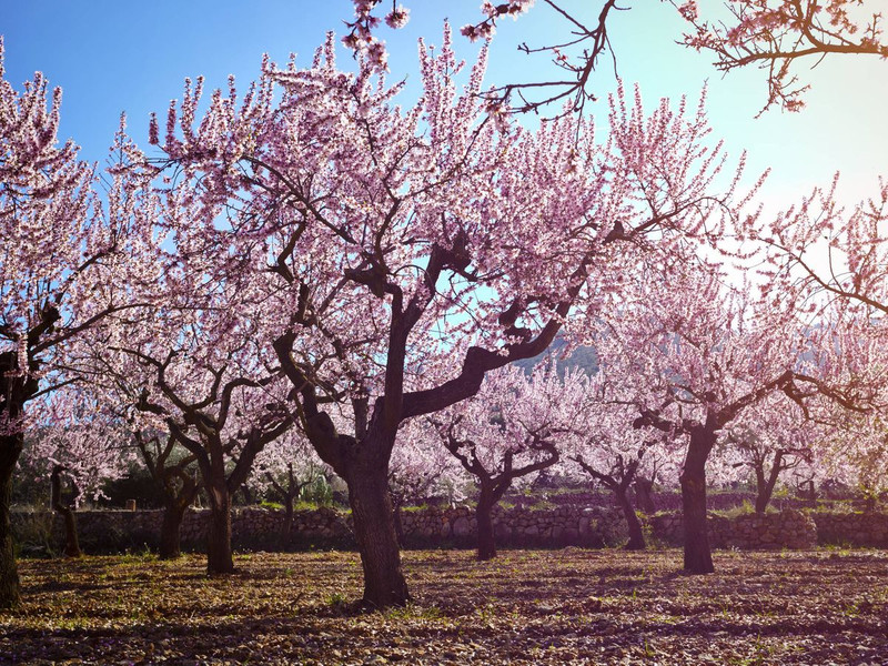 🌿Servicios agrícolas mecanizados para la recolección de almendra